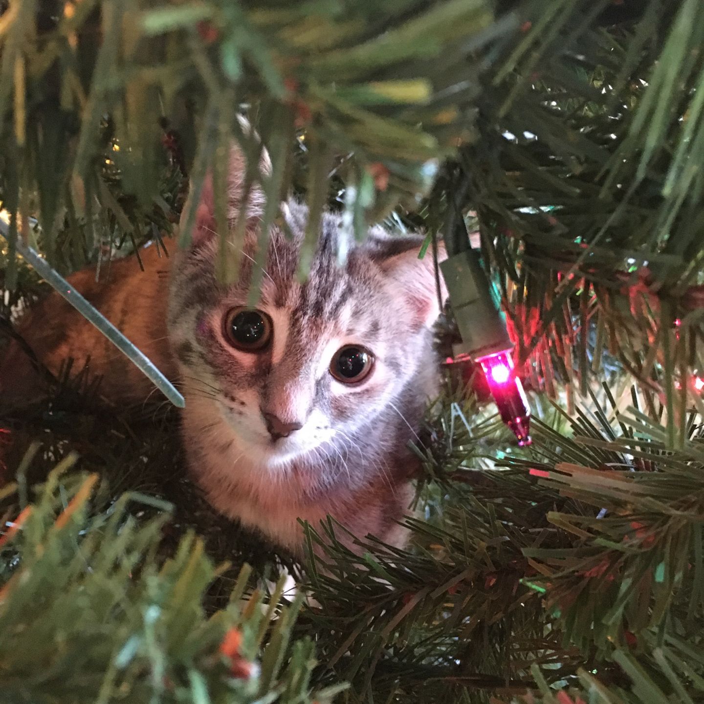 Holiday pet photos